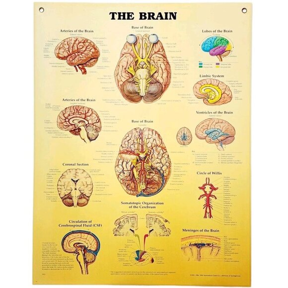 1996 Brain Anatomical Chart Laminated Poster Medical Hospital Diagram Vtg GstRm - Picture 1 of 2